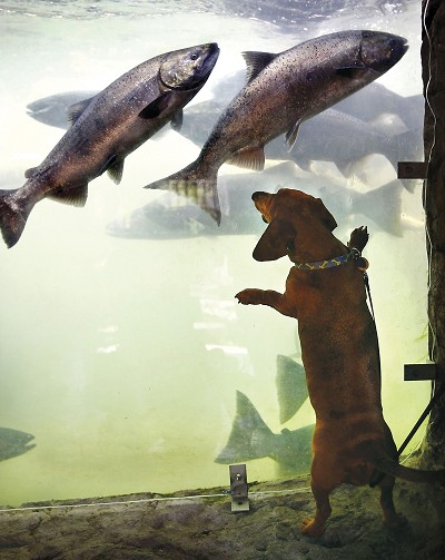 A dog jumping towards Chinook salmon in a fish ladder