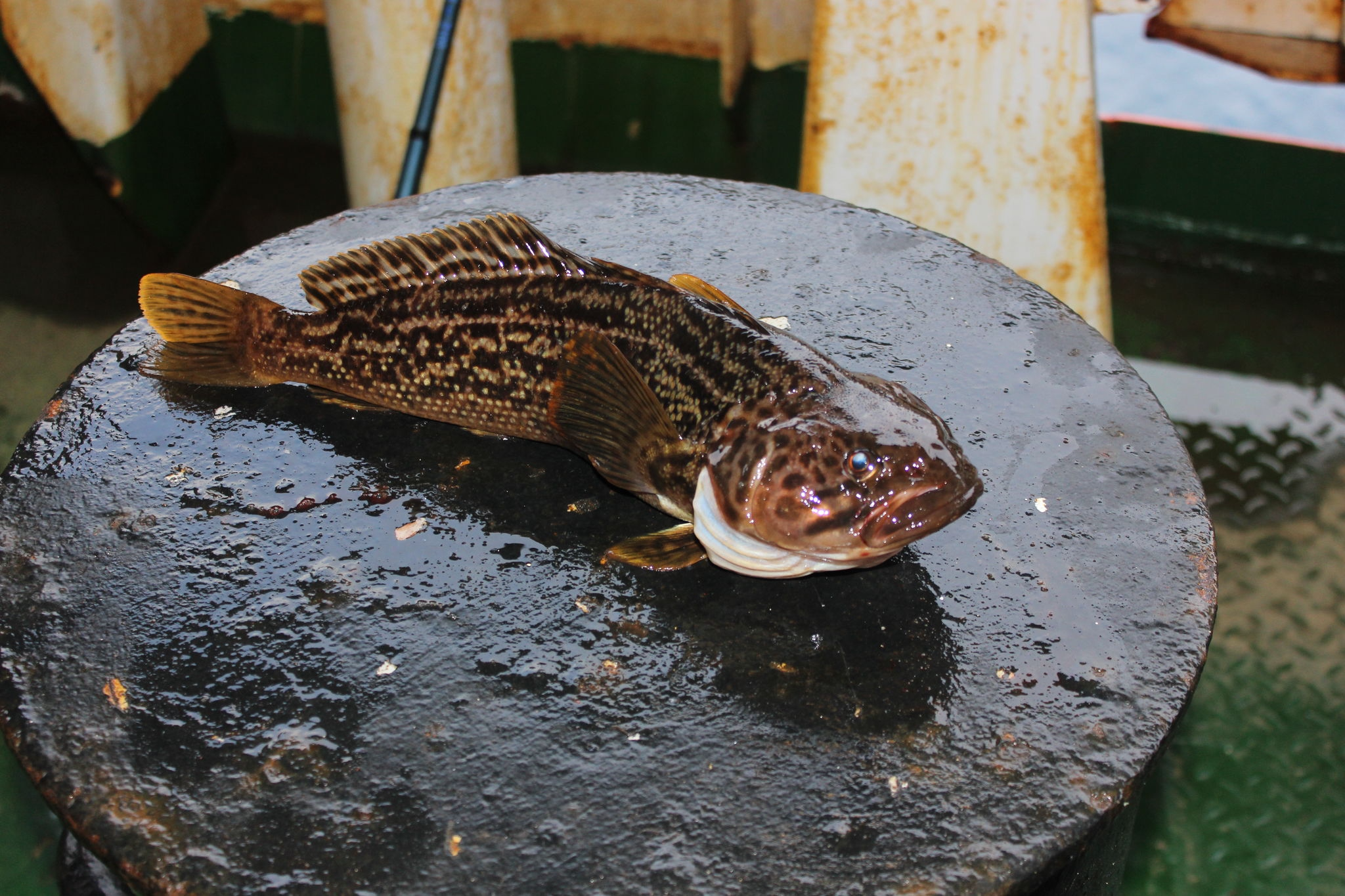 Humped rockcod